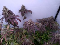 IMG_20200628_142526560