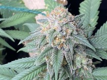 A336E171-DBB8-435D-BAB9-11C5EDFC0695