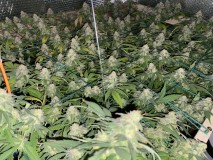 D31C826E-7F10-4A6C-A3A3-93A14B928FE6