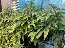 EA688C98-7EA0-4EA5-9310-A07701B6CC82