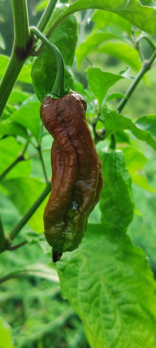 Choc_bhutlah