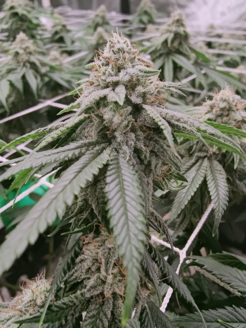 Gorilla Glue number 4