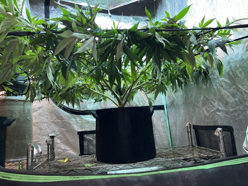 93FA29C4-D8F1-4749-845C-342E3D06FCDA