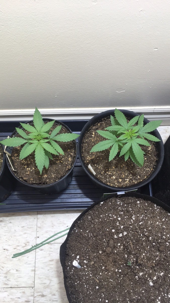 C61827DD-3E25-4B28-B8D3-49EEF57799DE