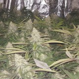 IMG_20180706_203149_038