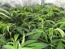 CCB0D211-788F-4EDB-99FC-256EEF53C7AE