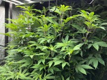 CDD6CCD8-D2EB-4883-9A77-0B7144F56446