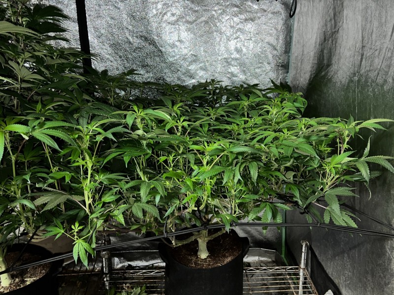 B59674D3-C3AE-4AE7-BB90-ECE249A1A9F9