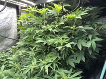 F9AFC475-6814-450F-B9AB-C3927B5DC8CD