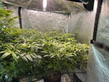 C845FA36-66FA-4469-83A6-DDA7815E7793