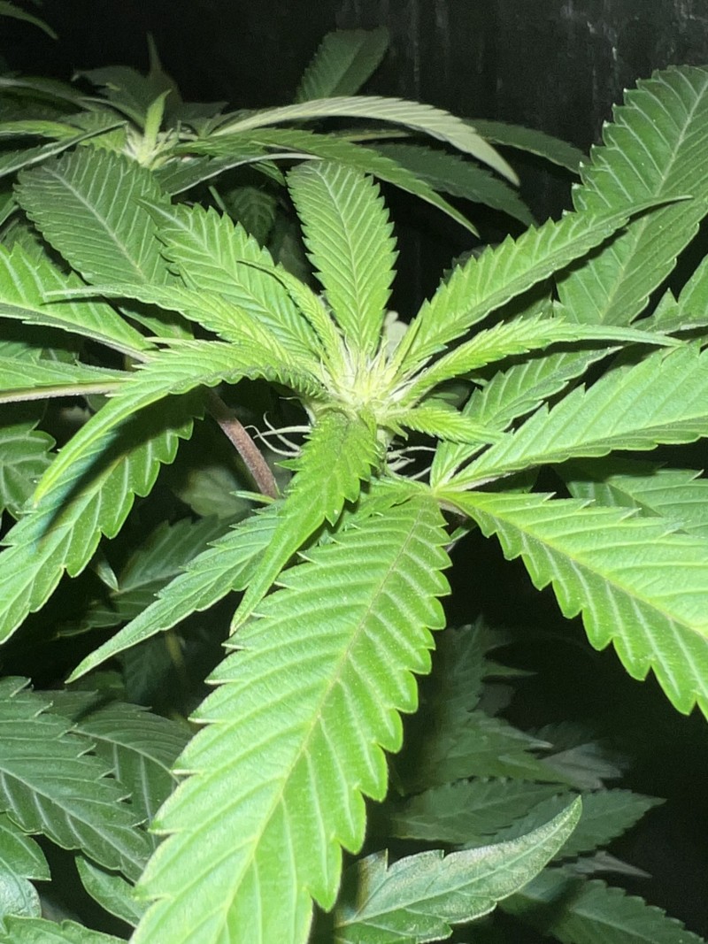 494F2783-9A44-4E36-9384-E76000BD07CE