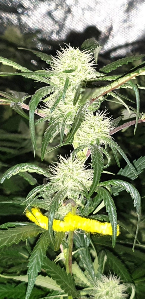 Screenshot_20190709-114334_Gallery