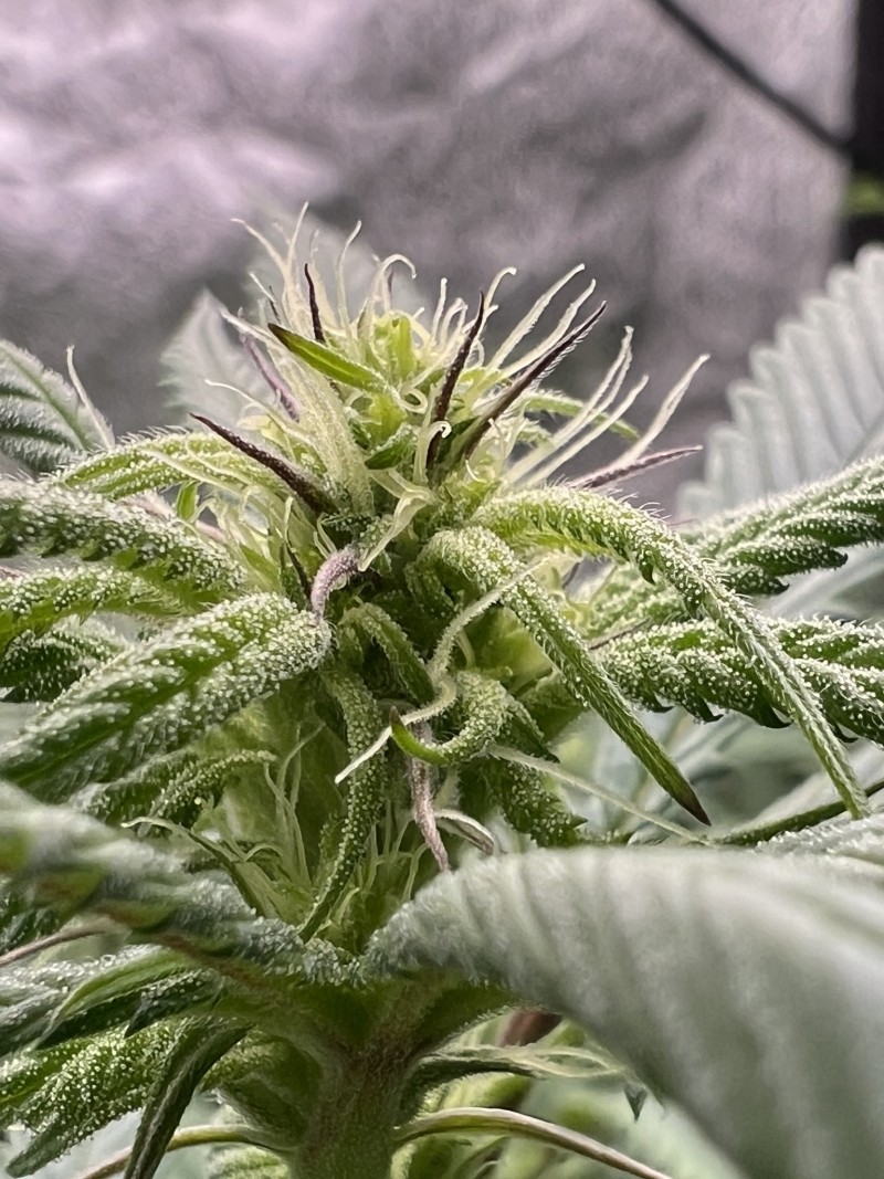 355532C4-9FB9-44FF-98BC-8354243DAACB